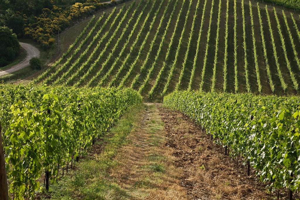 Filari di Sangiovese